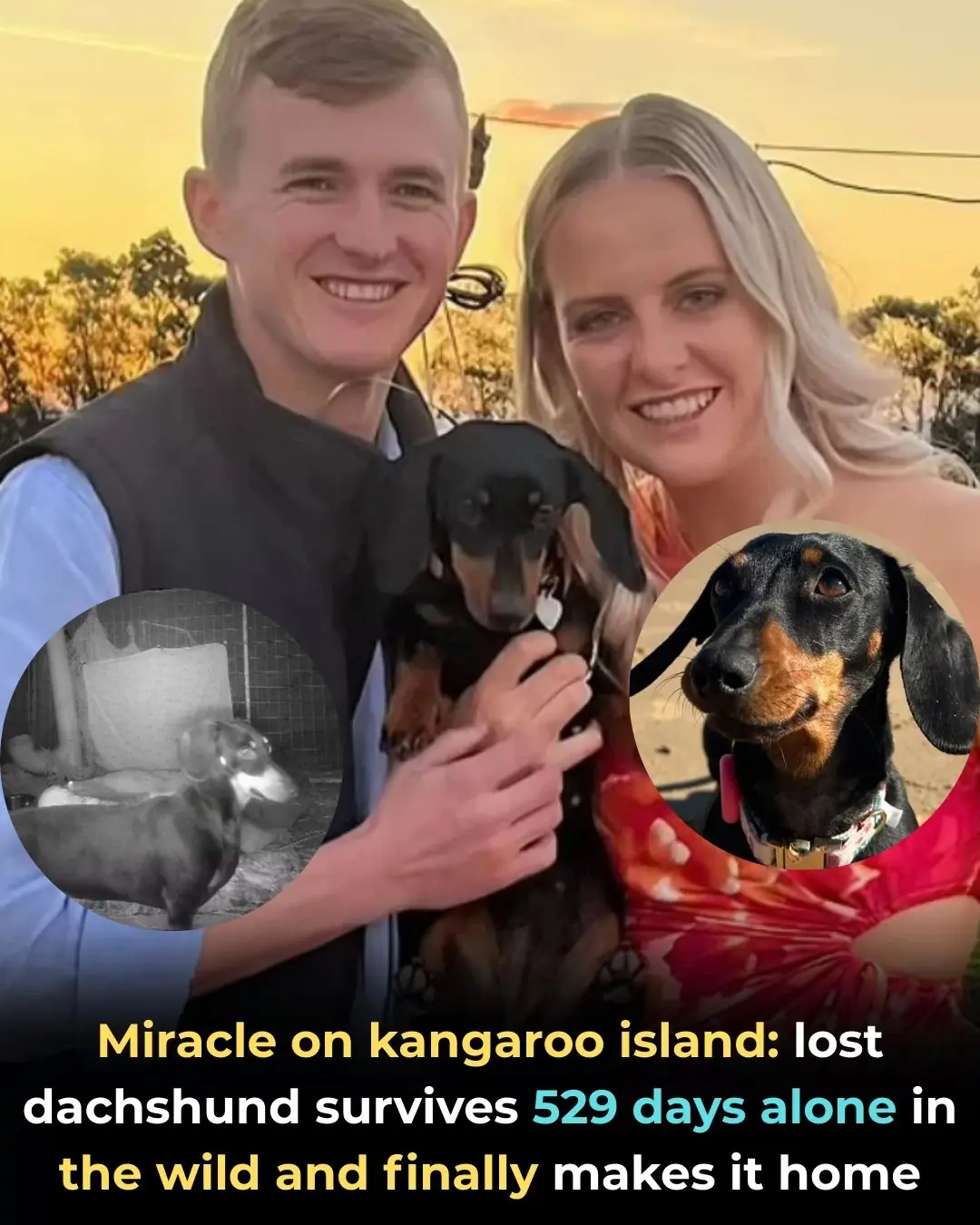 The Incredible Survival Story of Valerie the Dachshund: 529 Days Alone in the Australian Wilderness