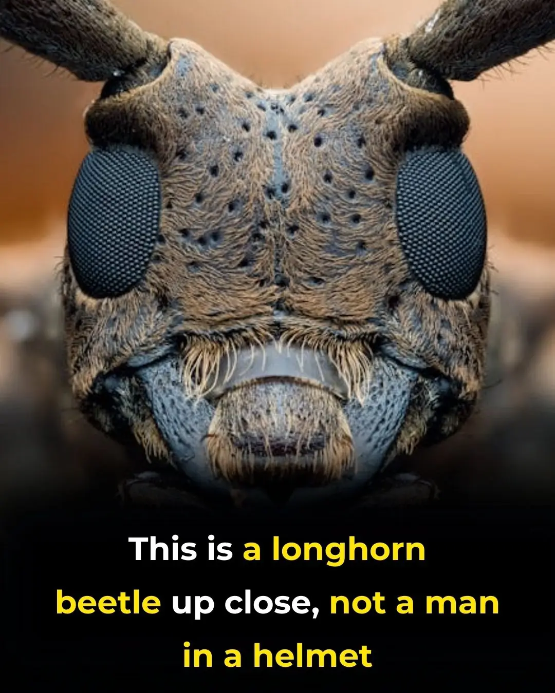 The Fascinating Illusion of the White-Striped Longhorn Beetle's Armored Face