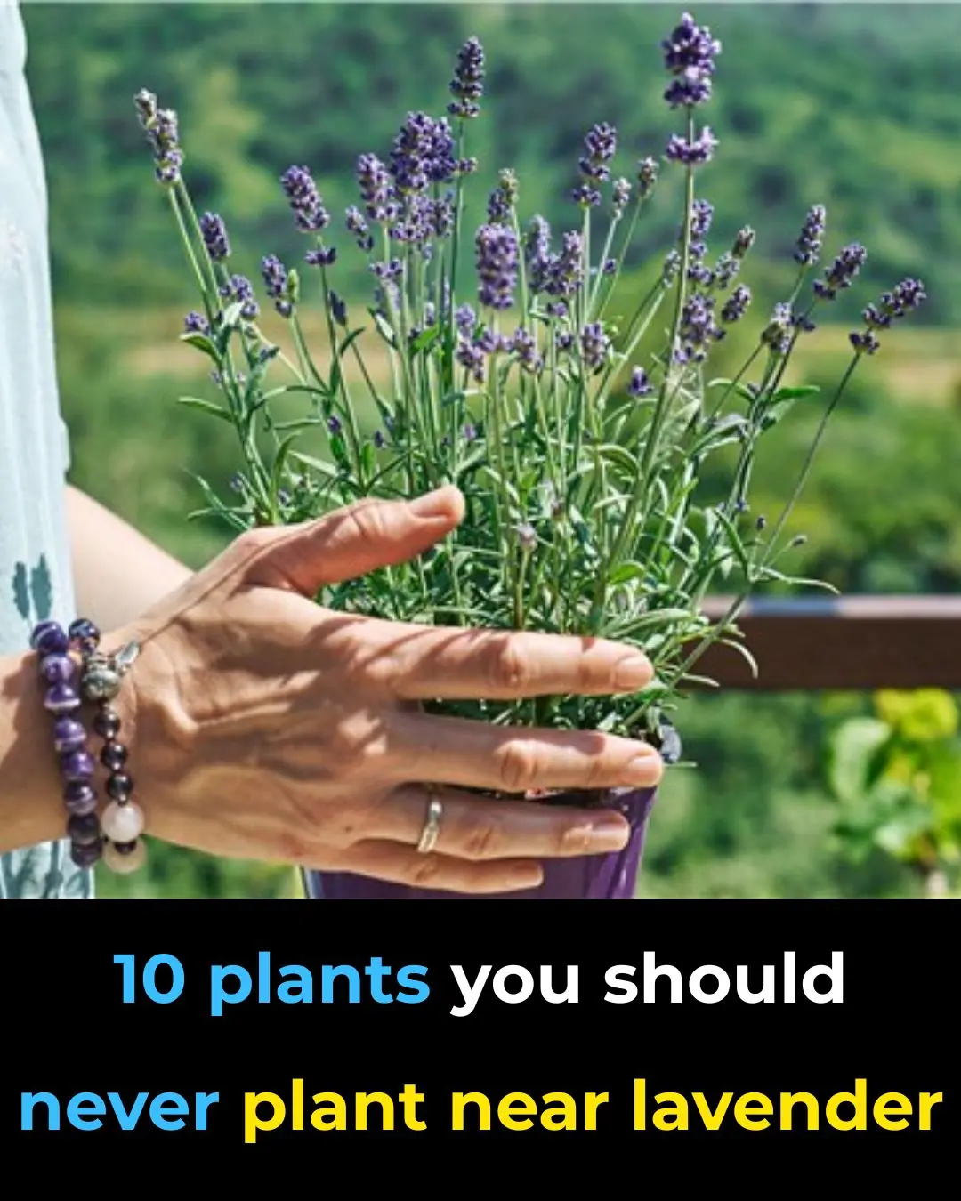 10 Plants You Should NEVER Plant Near Lavender
