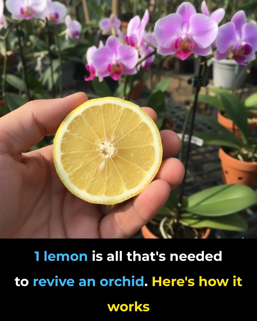 1 Lemon Is All It Takes to Revive a Struggling Orchid. Here’s Why It Works