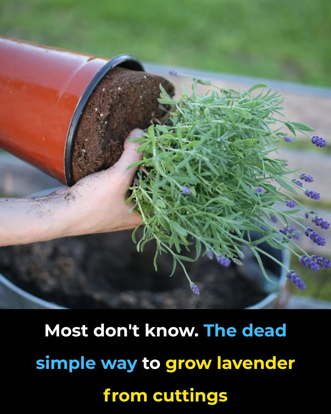 The Easy, Proven Way to Grow Lavender from Cuttings Most Gardeners Don’t Know