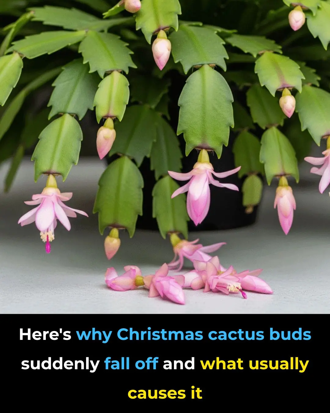 Why Christmas Cactus Buds Suddenly Fall Off — And What Usually Causes It