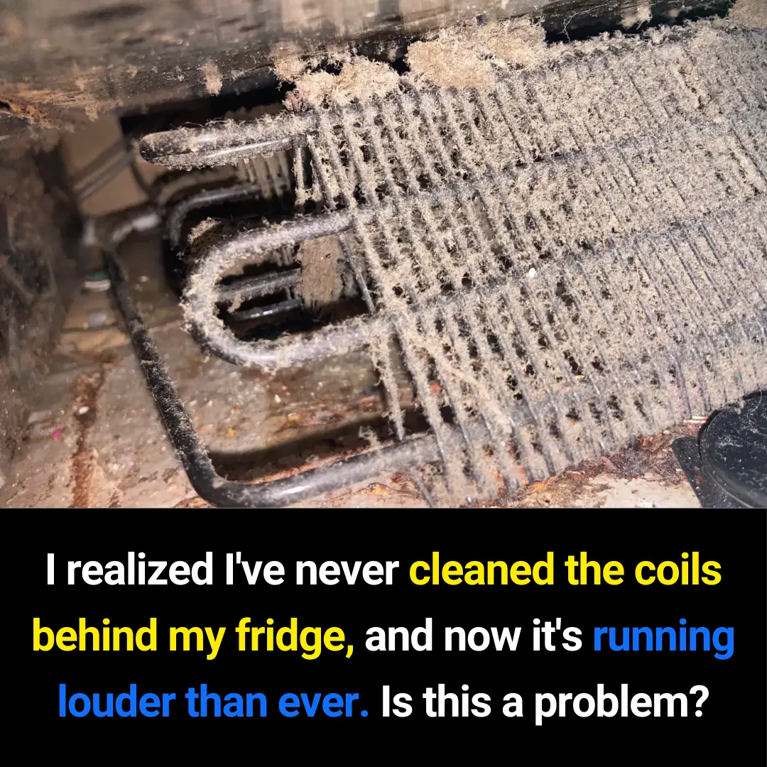 Is Your Refrigerator Running Louder Than Usual? Dirty Condenser Coils Could Be the Reason