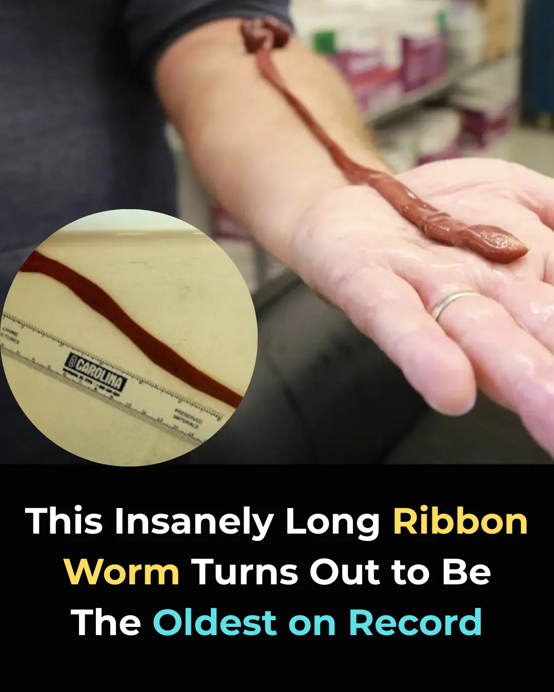 Meet the Oldest Ribbon Worm Ever: This 30-Year-Old Marine Creature Is Shaking Up Science