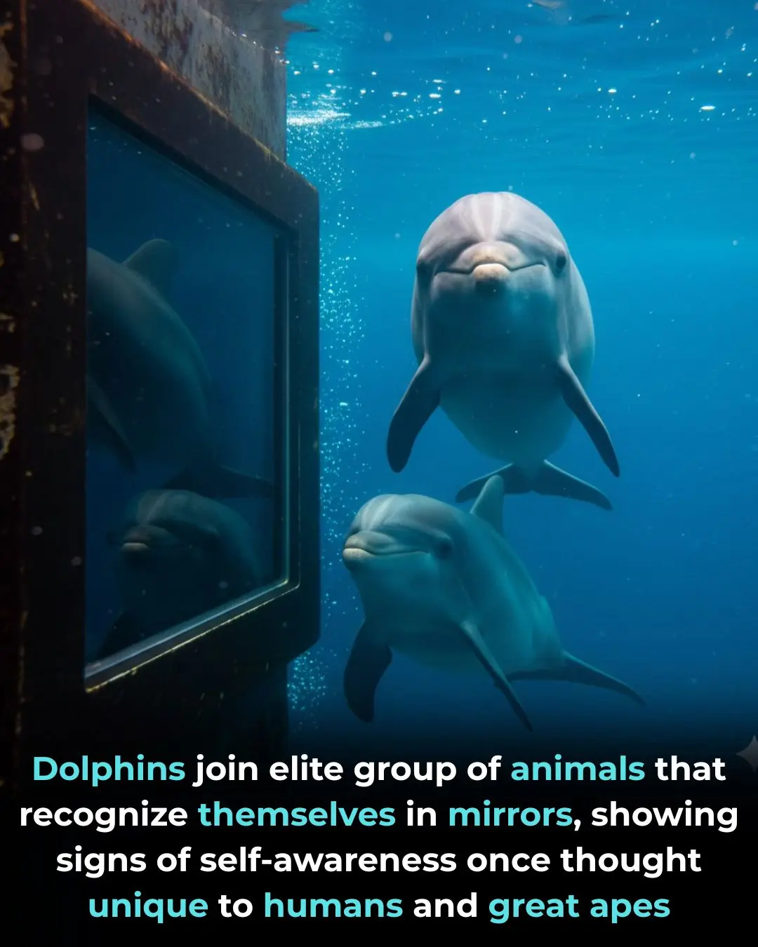 Dolphins Join Elite Group of Animals with Self-Recognition, Challenging Our Understanding of Animal Intelligence