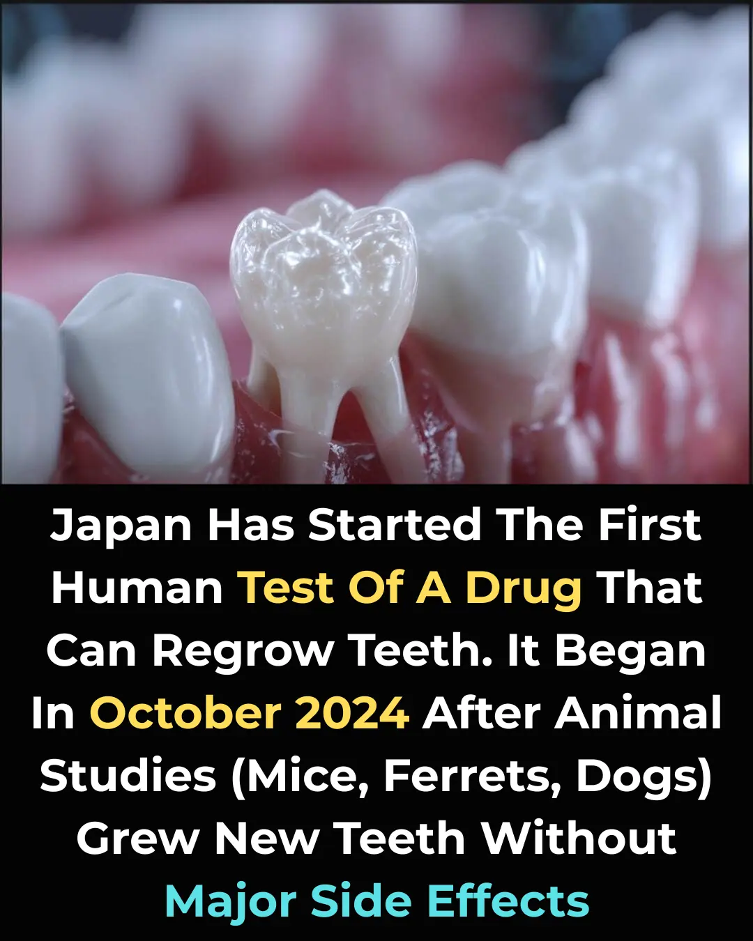 Japan Launches Groundbreaking Human Trial for Tooth Regeneration—Could We Soon Regrow Our Own Teeth?