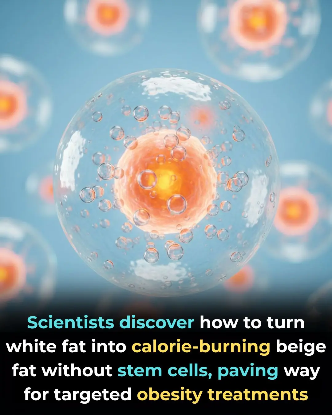 UC San Francisco Researchers Discover Method to Transform White Fat into Calorie-Burning Beige Fat, Offering New Hope for Obesity Treatment