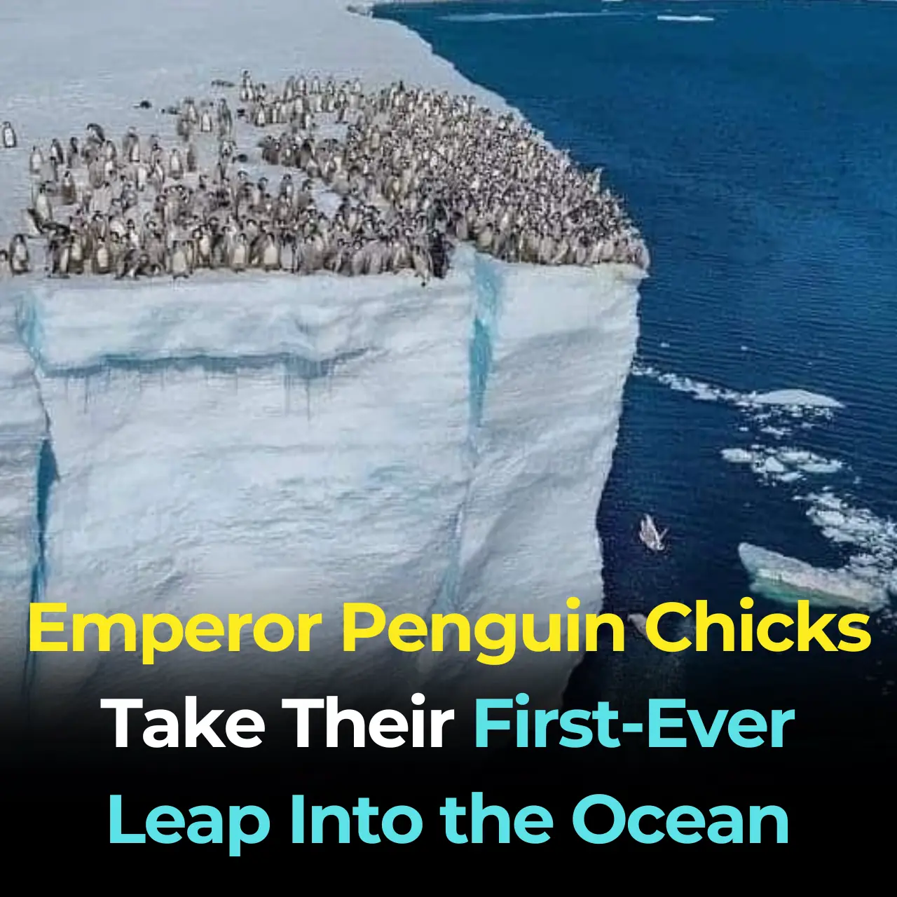 Baby penguins dive off 50-foot cliff in 1st-of-its-kind footage from National Geographic