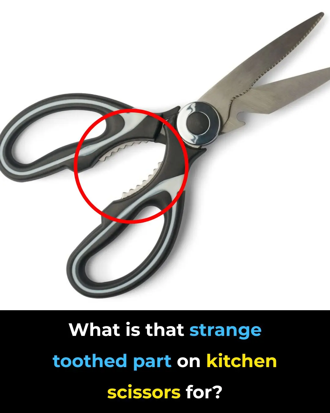 🔪 What’s That Strange Toothy Part on Kitchen Scissors For?