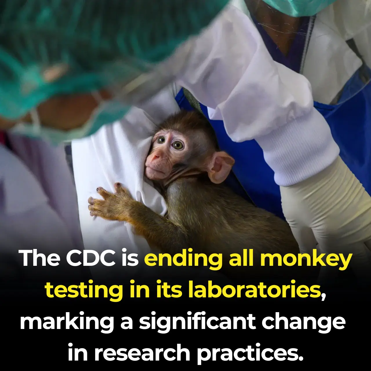 CDC Ends All Monkey Testing in Its Laboratories