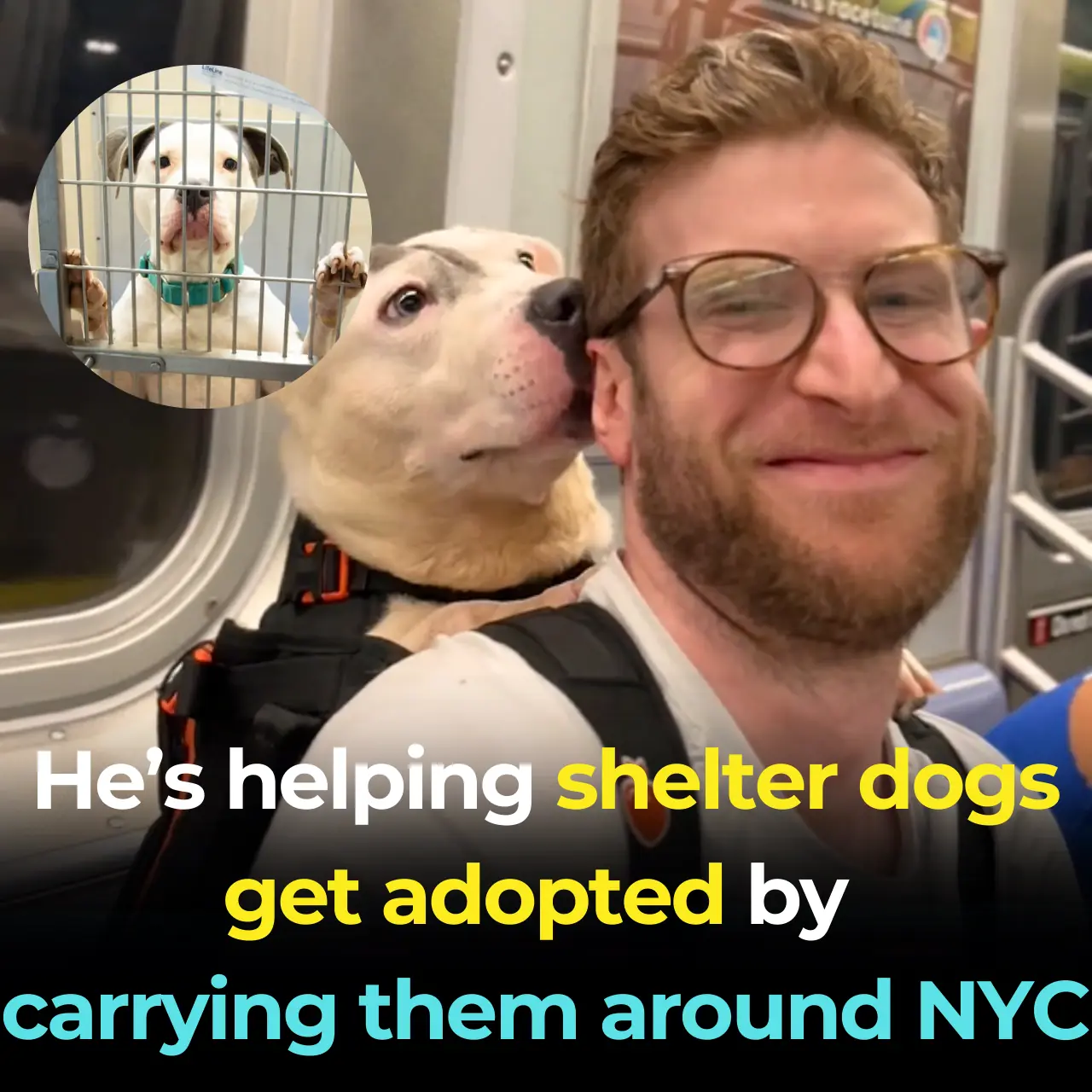 Backpack Adventures Helping NYC Shelter Dogs Get Adopted