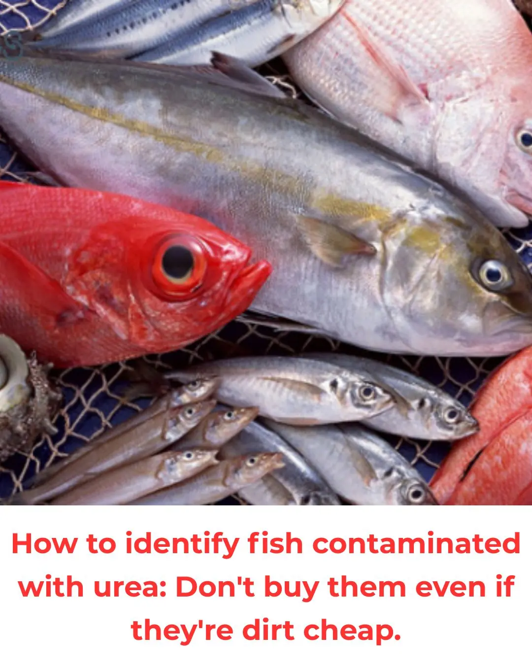 How to identify fish contaminated with urea: Don't buy them even if they're dirt cheap.