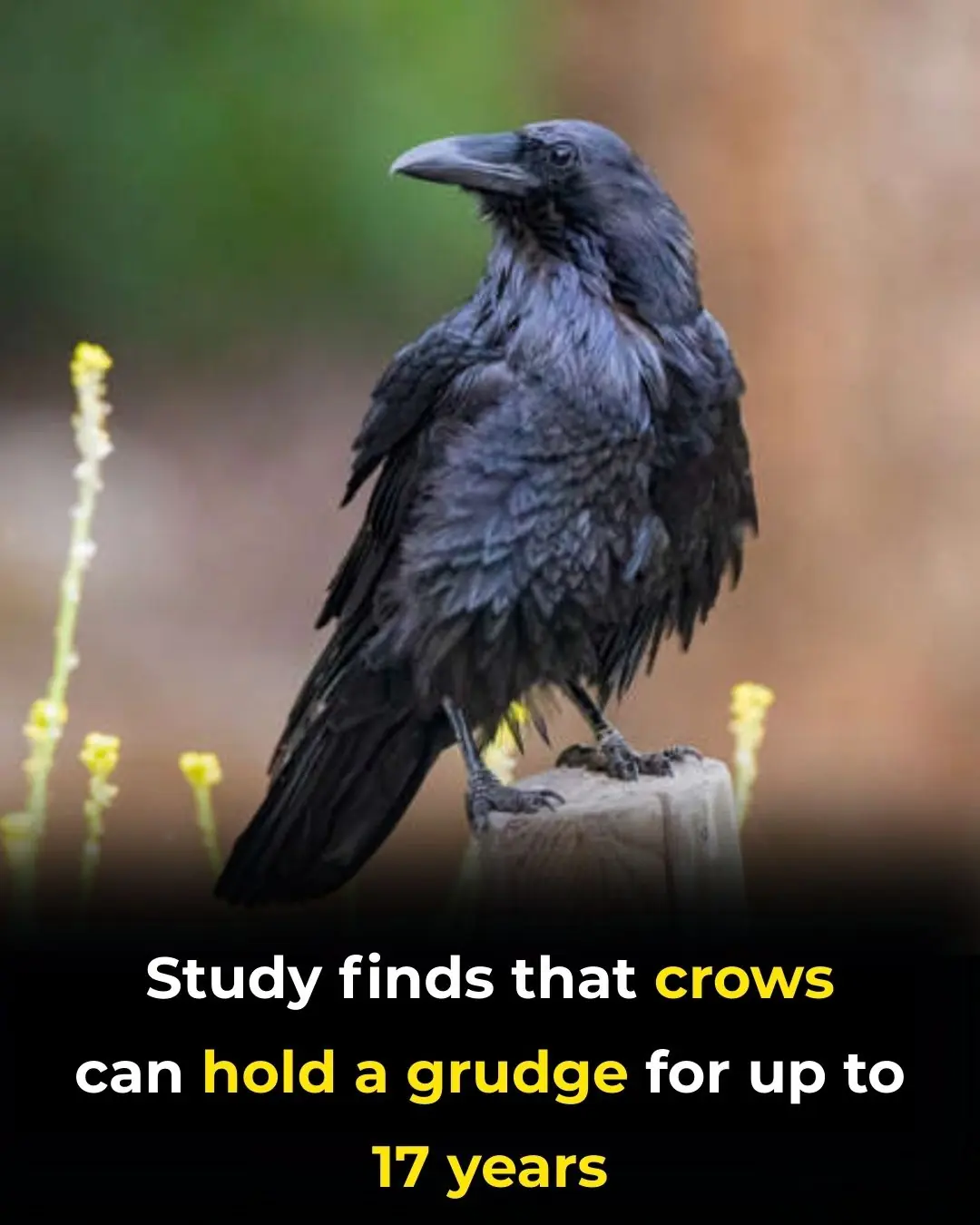 Study Says That Crows Can Hold A Grudge For Up To 17 Years