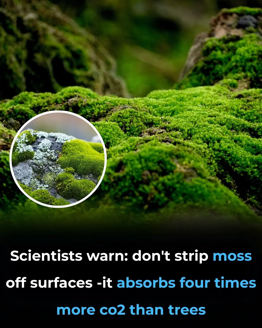 Scientists Warn: Don’t Strip Moss Off Surfaces—It Absorbs Four Times More CO₂ Than Trees