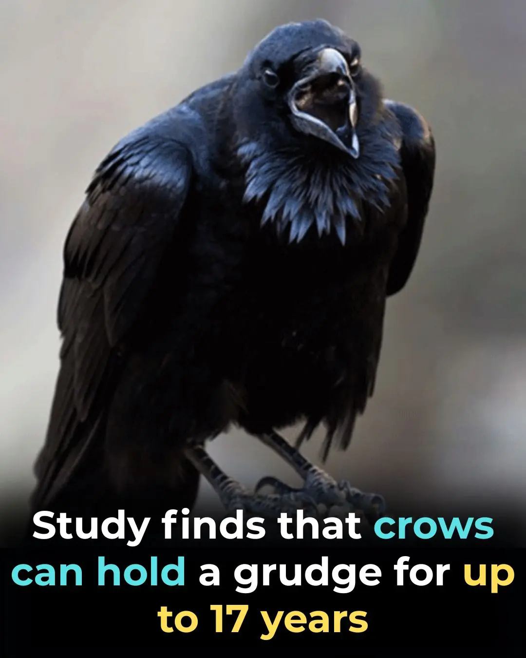 Study Says That Crows Can Hold A Grudge For Up To 17 Years