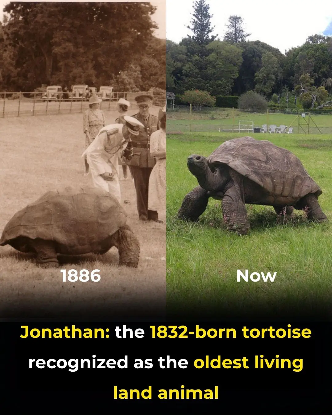 Meet Jonathan: The 193-Year-Old Tortoise Who Has Witnessed Three Centuries