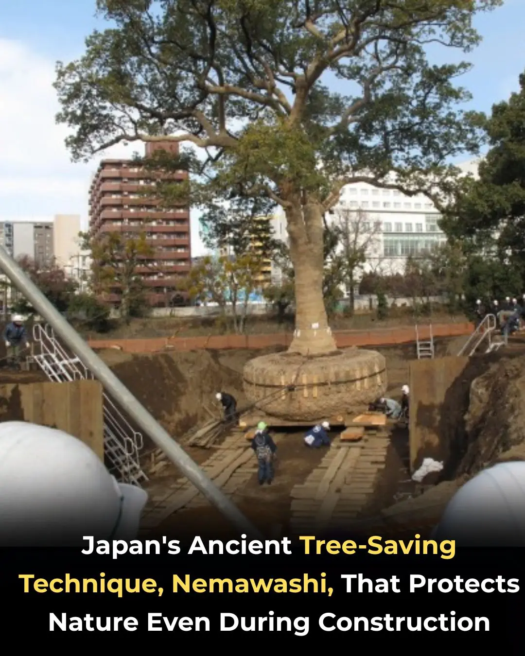 Japan’s Traditional Tree-Saving Method: The Beautiful and Thoughtful Practice of Nemawashi