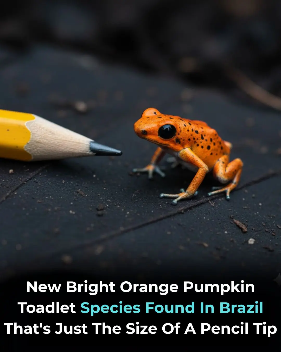 Tiny Pumpkin Toadlet Discovered in Brazil's Atlantic Forest: A New Species of Vibrantly Colored Frog