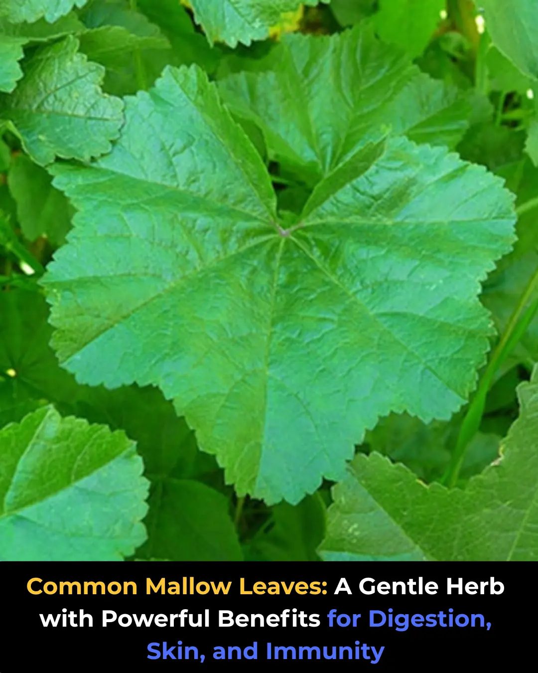 Unveiling the Green Marvel: The Top Health Benefits of Common Mallow Leaves