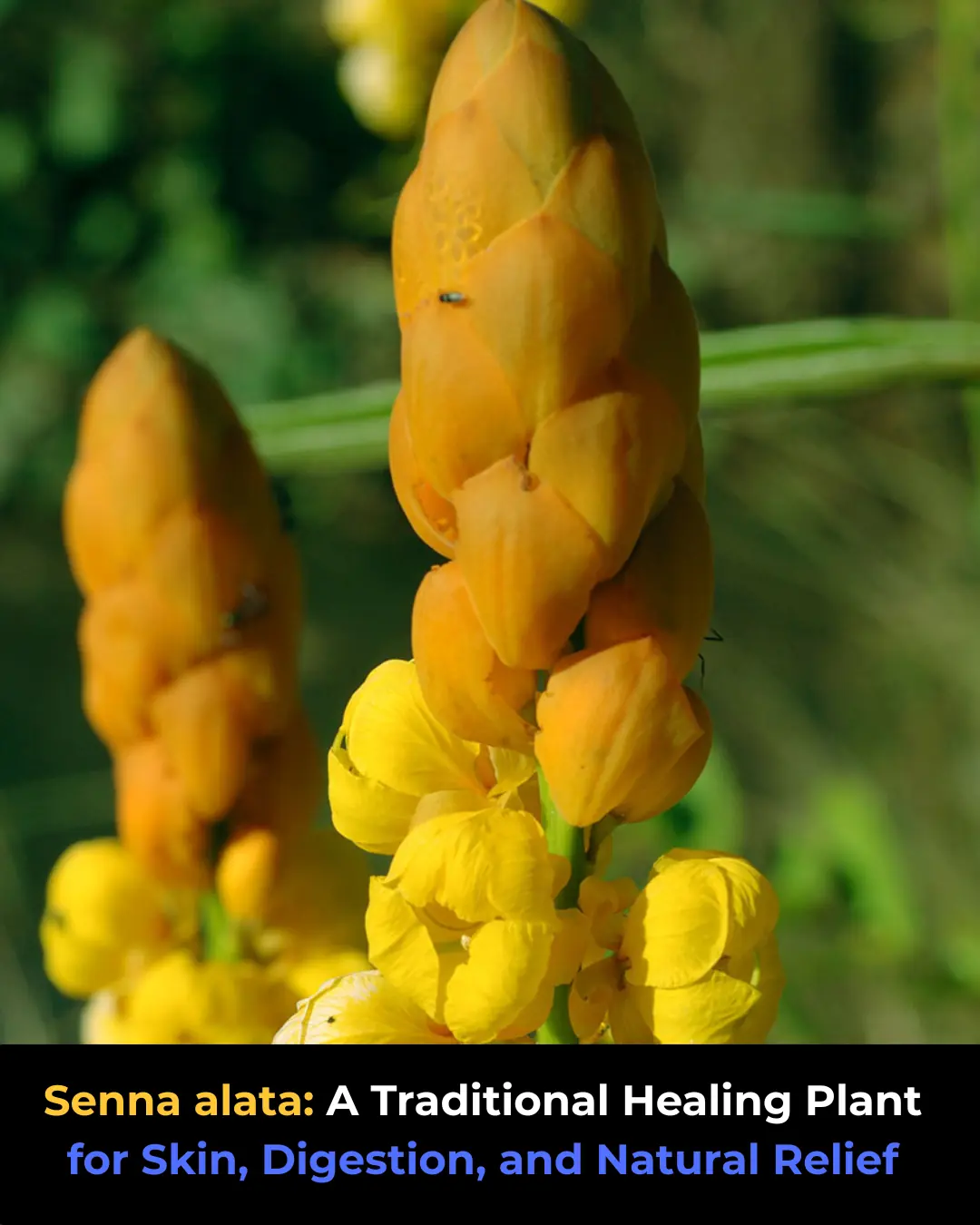 The Powerful Medicinal Benefits and Uses of Senna alata