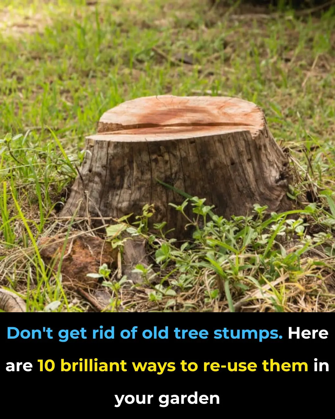 Don’t Get Rid of Old Tree Stumps — Here Are 10 Brilliant Ways to Re-Use Them in Your Garden