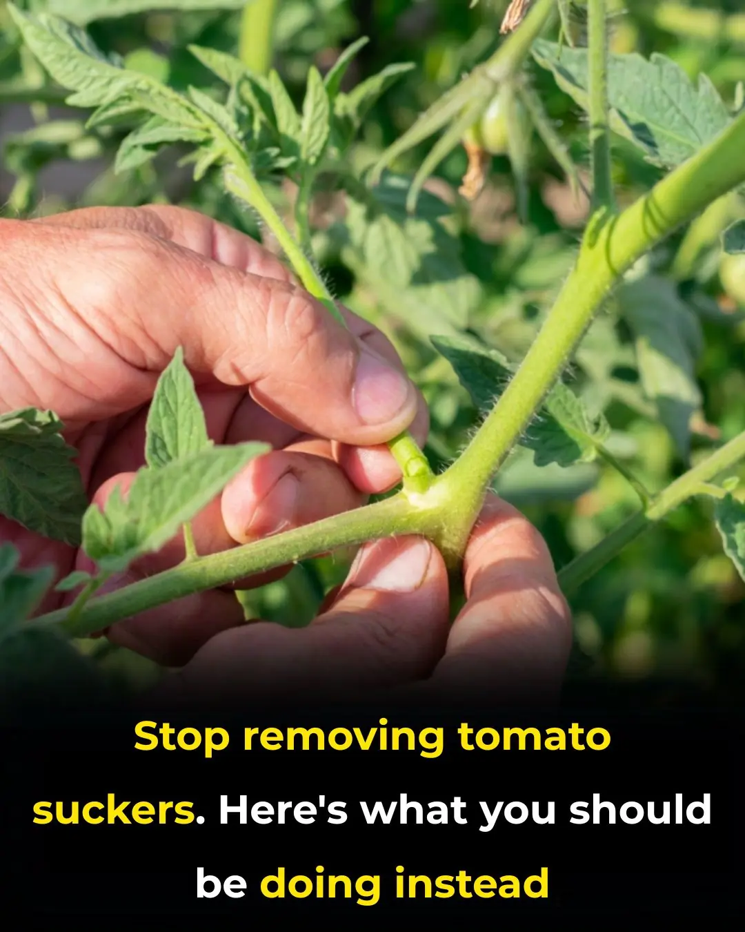 Why You Might Want to Stop Removing Tomato Suckers: What Gardeners Are Starting to Realize