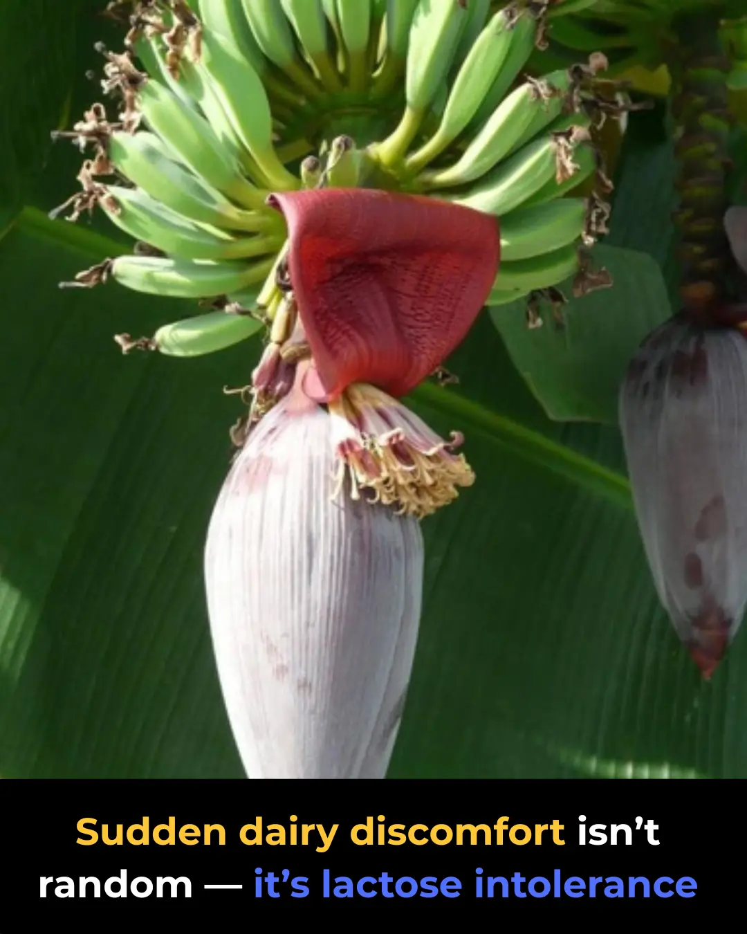 Banana Blossom: Health Benefits, Recipes, and Traditional Uses