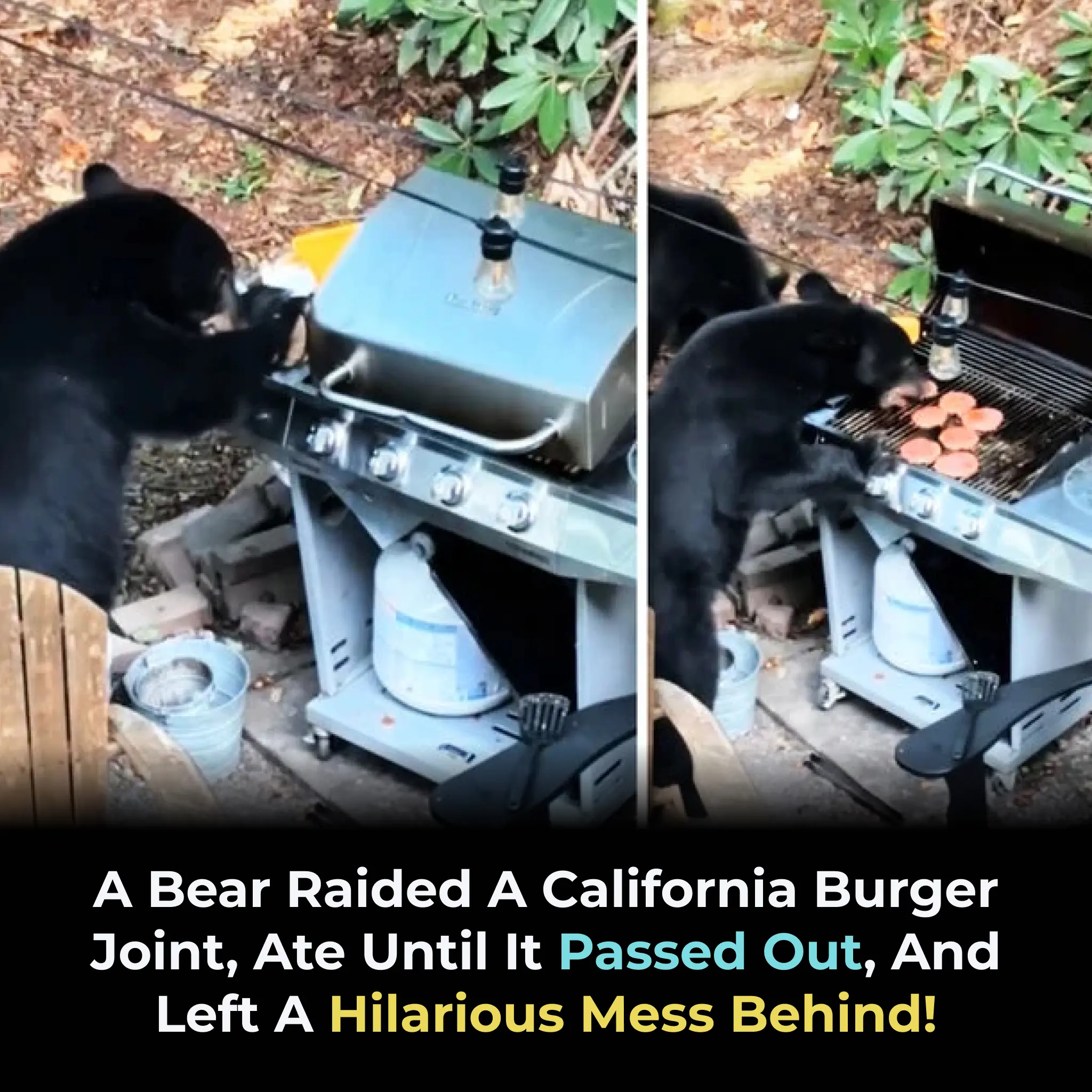 Bear Takes Over Truckee Diner in Hilarious Culinary Heist