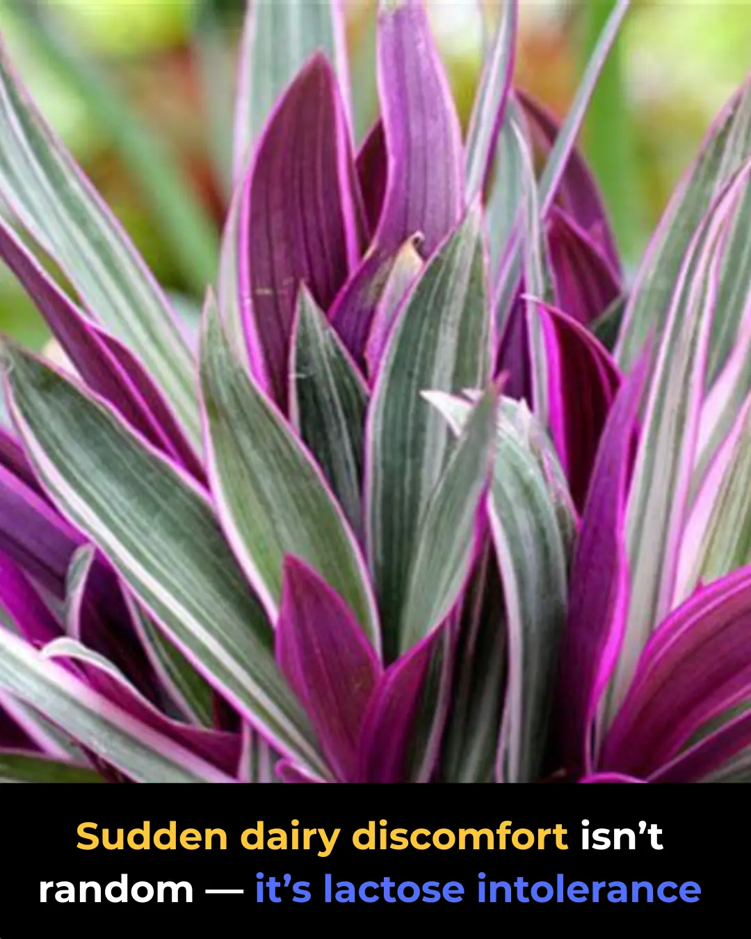The Purple Maguey Plant — Benefits and Traditional Uses