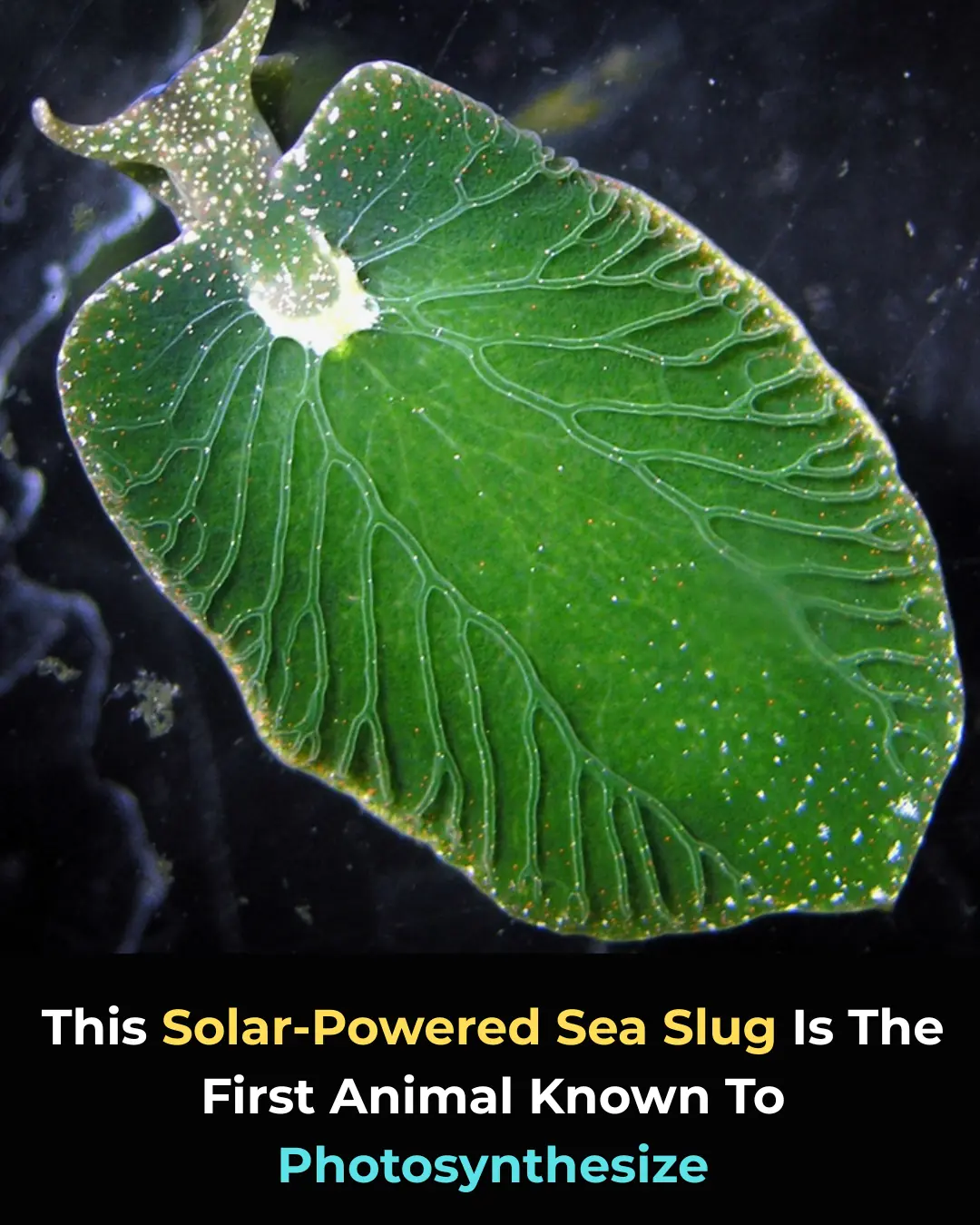 Meet the Solar-Powered Sea Slug: The First Animal Ever Known to Photosynthesize! 🌱🐌