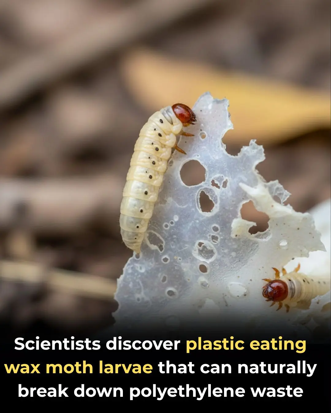 Scientists Discover Wax Worms’ Ability to Break Down Polyethylene Plastic