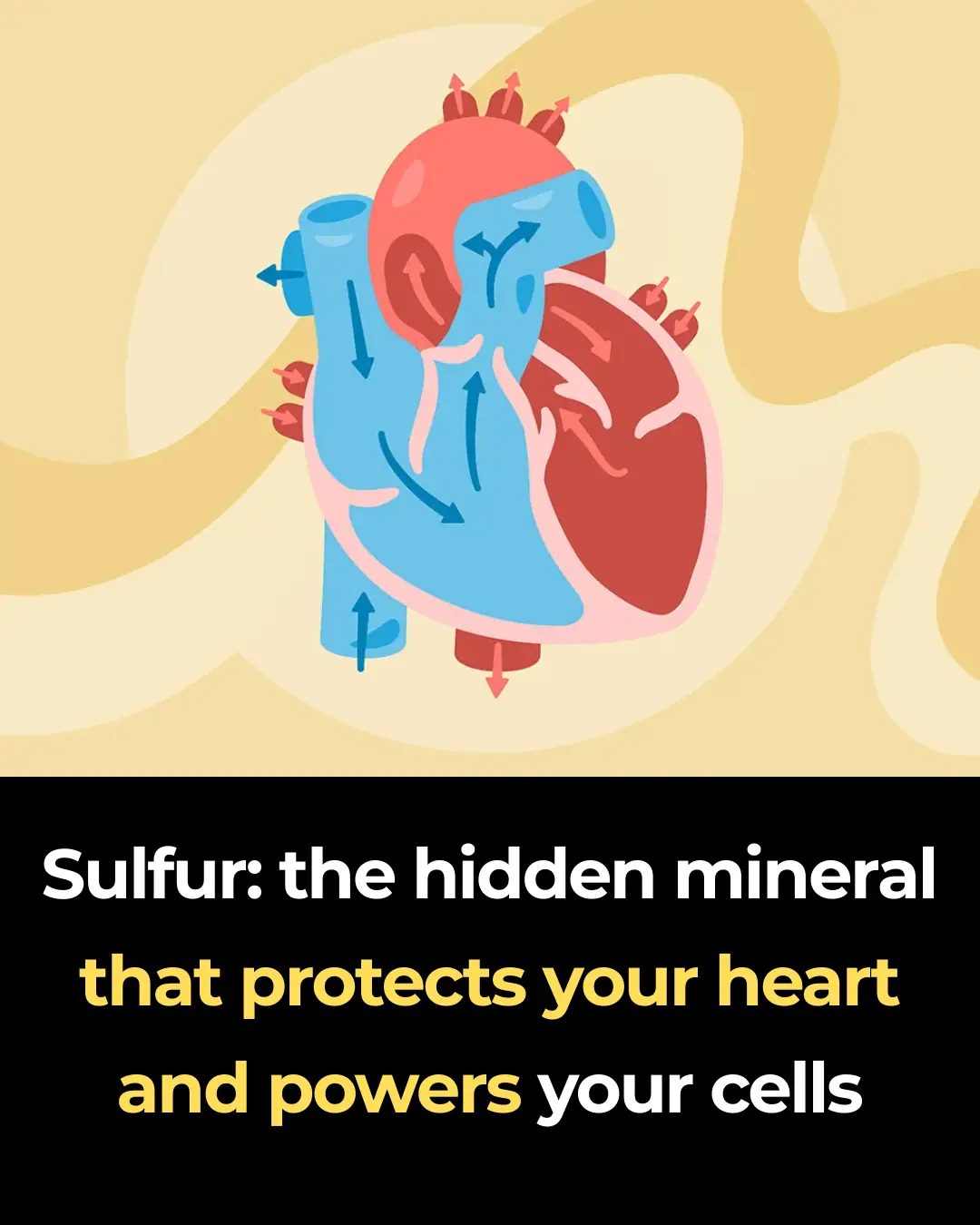 Sulfur: the hidden mineral that protects your heart and powers your cells