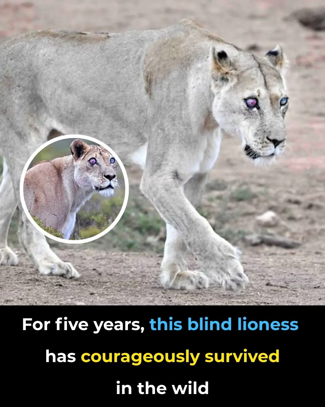 Josie the Blind Lioness: A Remarkable Tale of Survival, Family Bonds, and Adaptation in Addo National Park