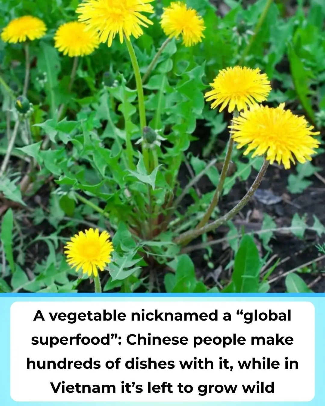 Dandelion: A “Superfood” Herb with Real Nutrients — What Science Says