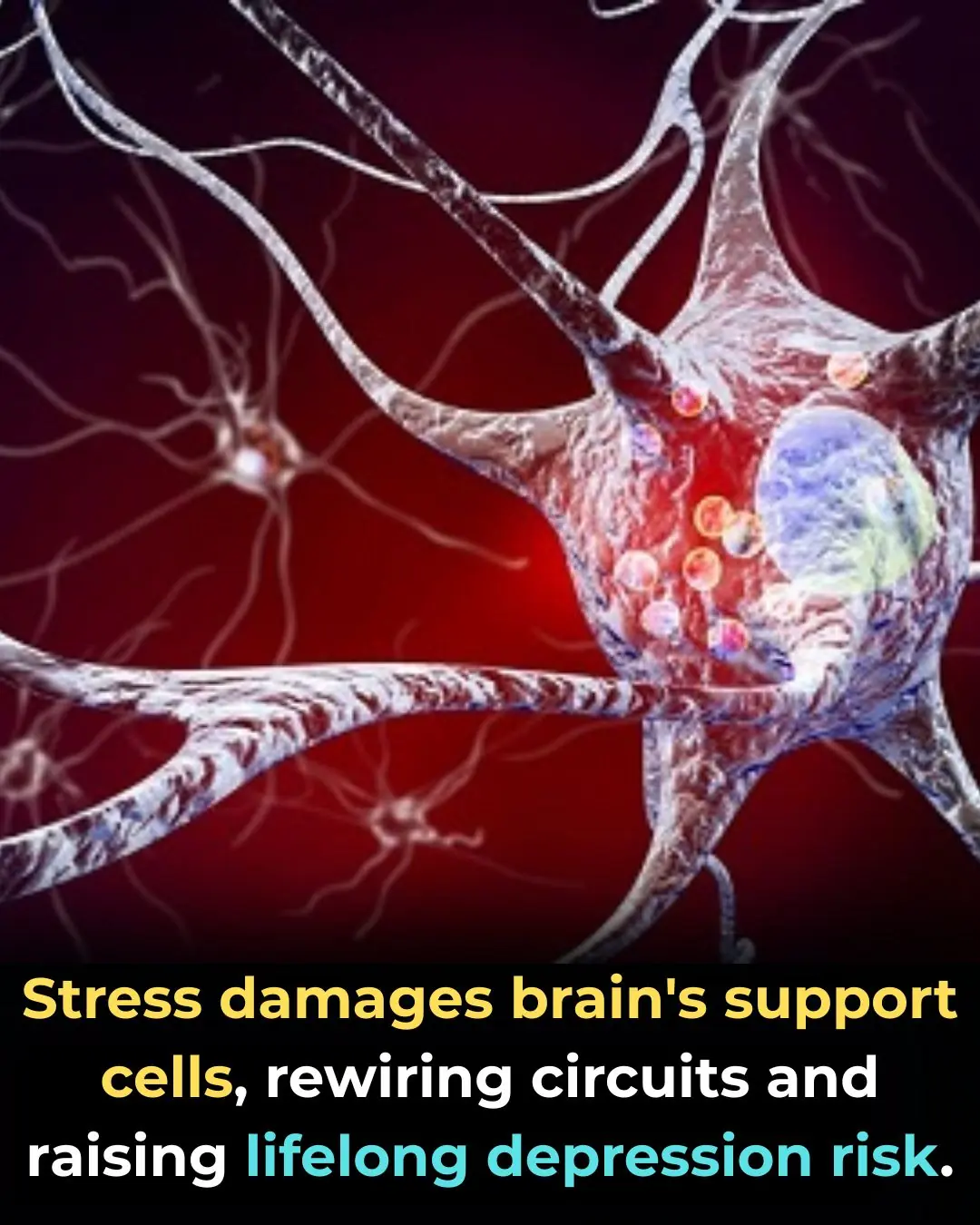 Early-Life Stress Alters Astrocytes, Increasing Depression Risk—but the Damage May Be Reversible