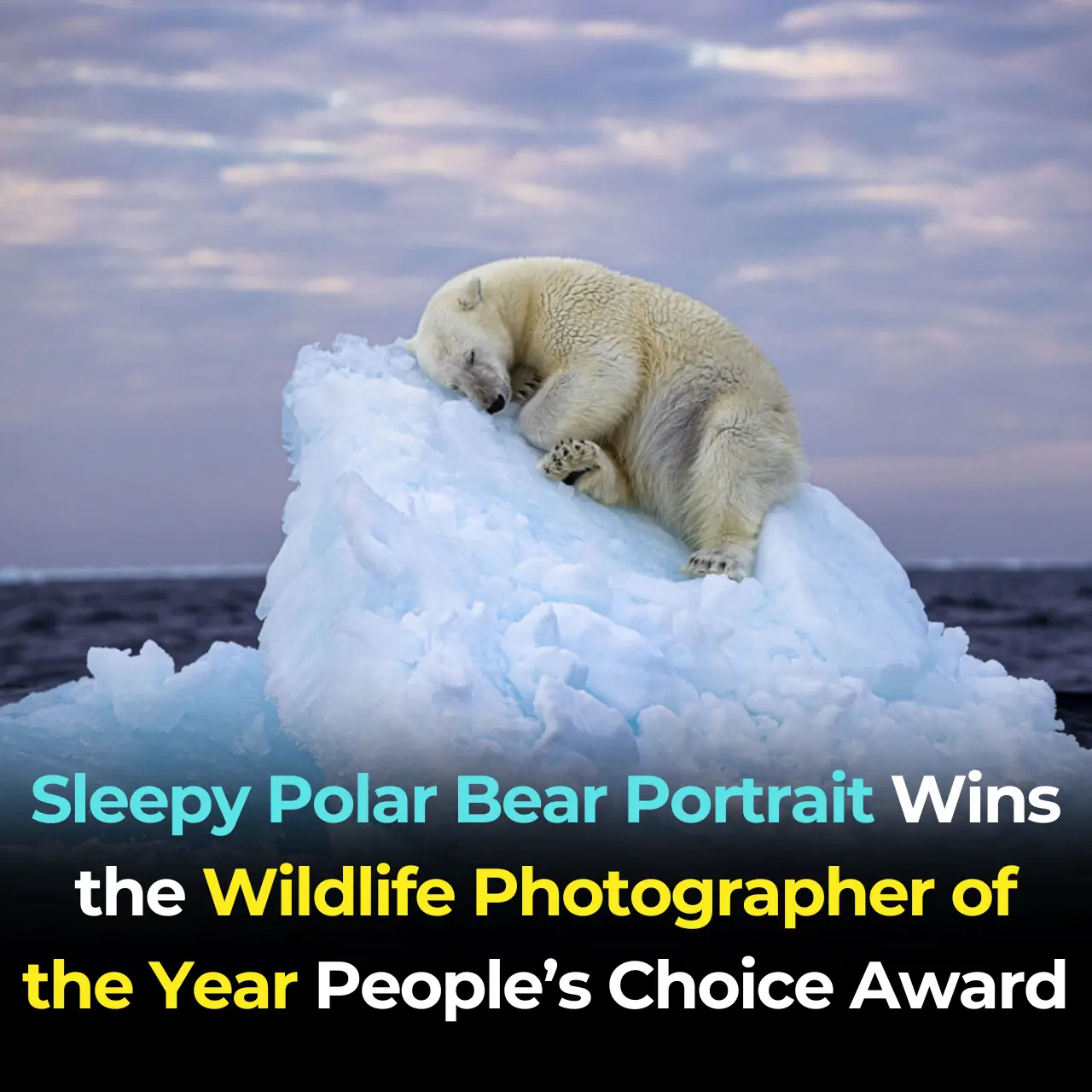 Sleepy Polar Bear Portrait Wins the Wildlife Photographer of the Year People’s Choice Award