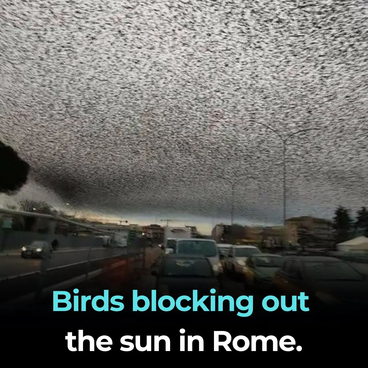 Starlings Obscure the Sky Over Rome: A Dystopian Viral Photo
