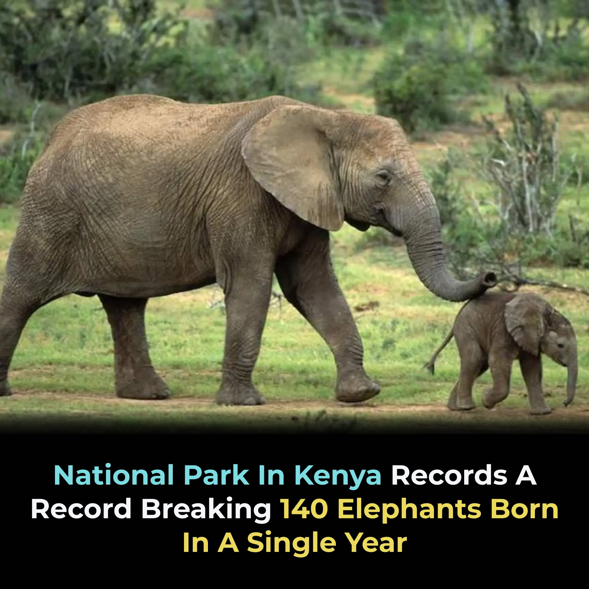 Kenya Records Historic Elephant Baby Boom in National Park: 140 Calves Born in One Year