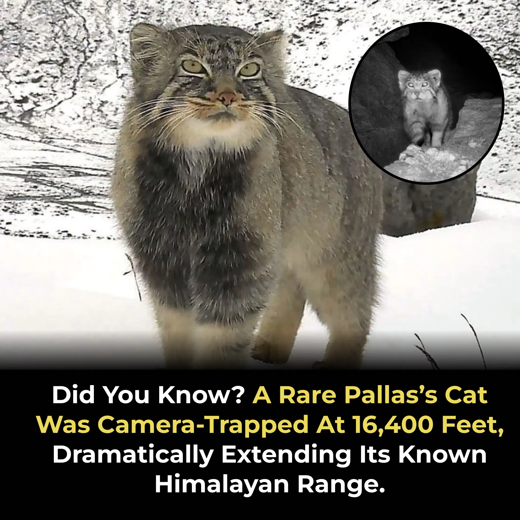 Rare Sighting of Pallas's Cat at 16,400 Feet in the Himalayas Reveals Remarkable Adaptability