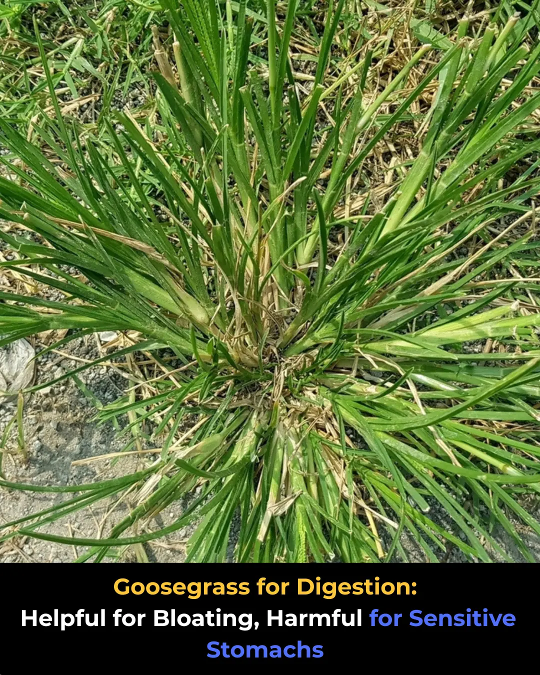 Goosegrass (Eleusine indica) and Stomach Pain: Can It Help or Hurt? The Complete Guide
