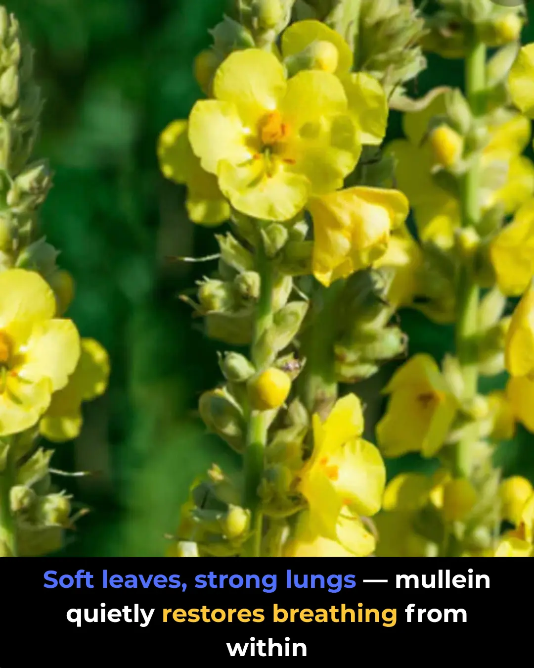 Mullein: The Wild Plant That Clears Your Lungs Naturally