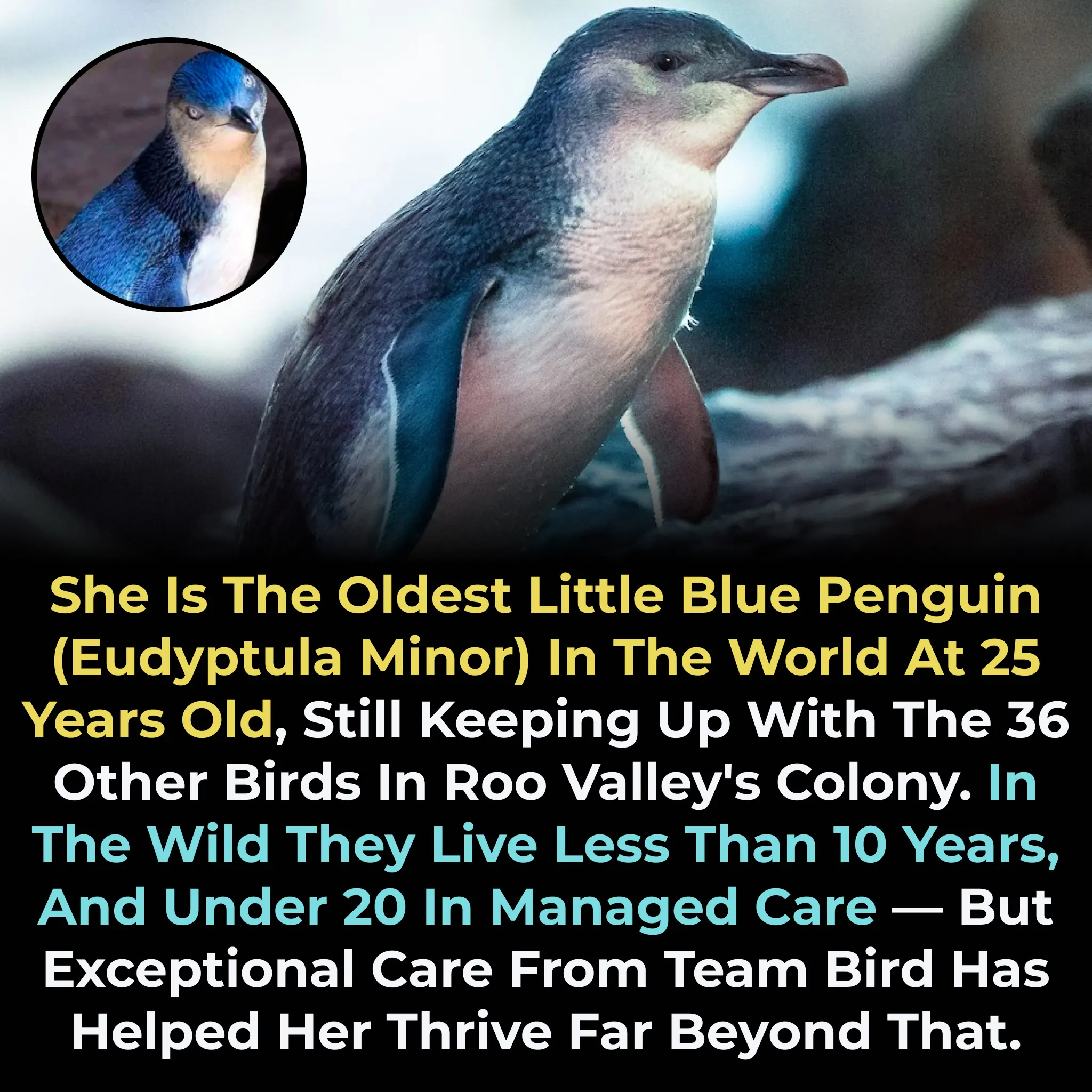 World's Oldest Little Blue Penguin Reaches Remarkable 25 Years in Managed Care