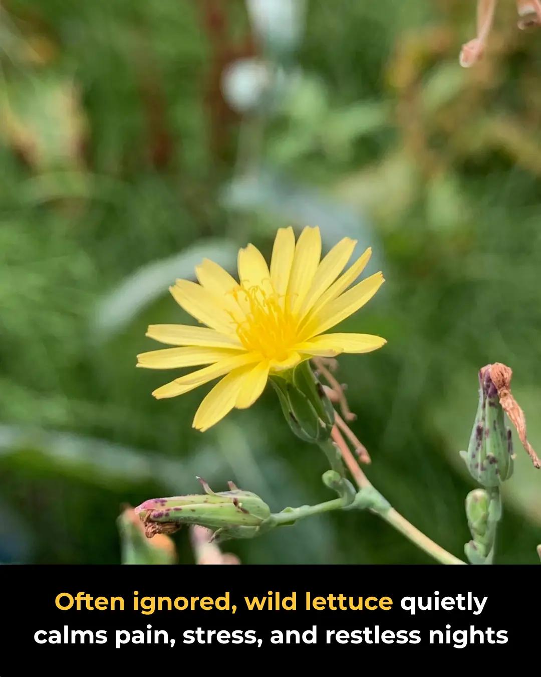 30 Amazing Benefits of Lactuca serriola (Wild Lettuce)