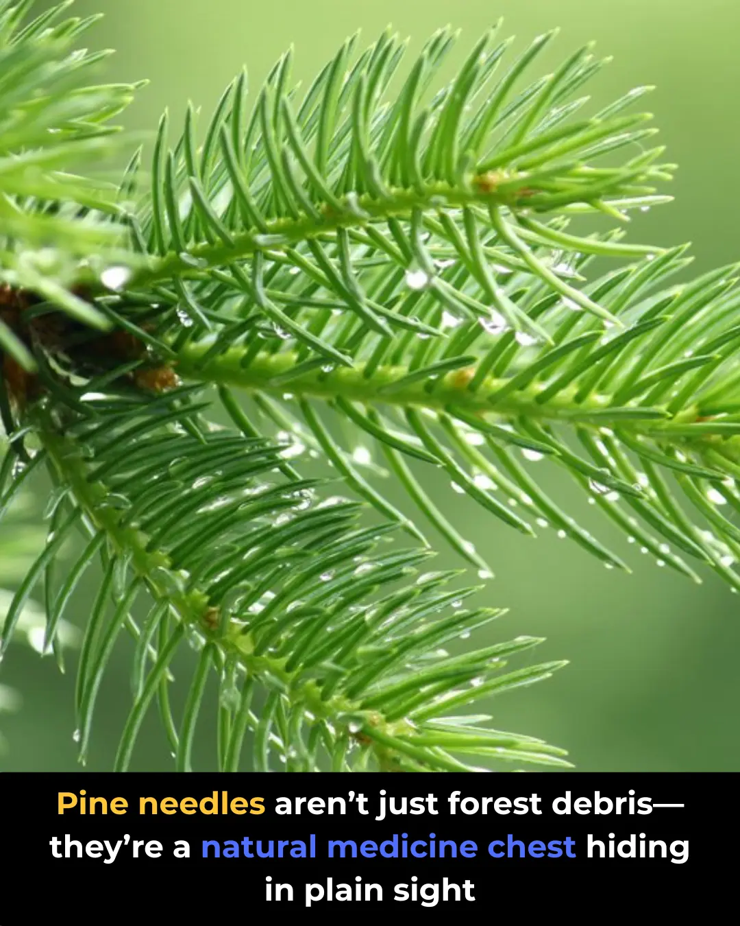 The Power of Pine Needles: 30 Benefits and Homemade Uses
