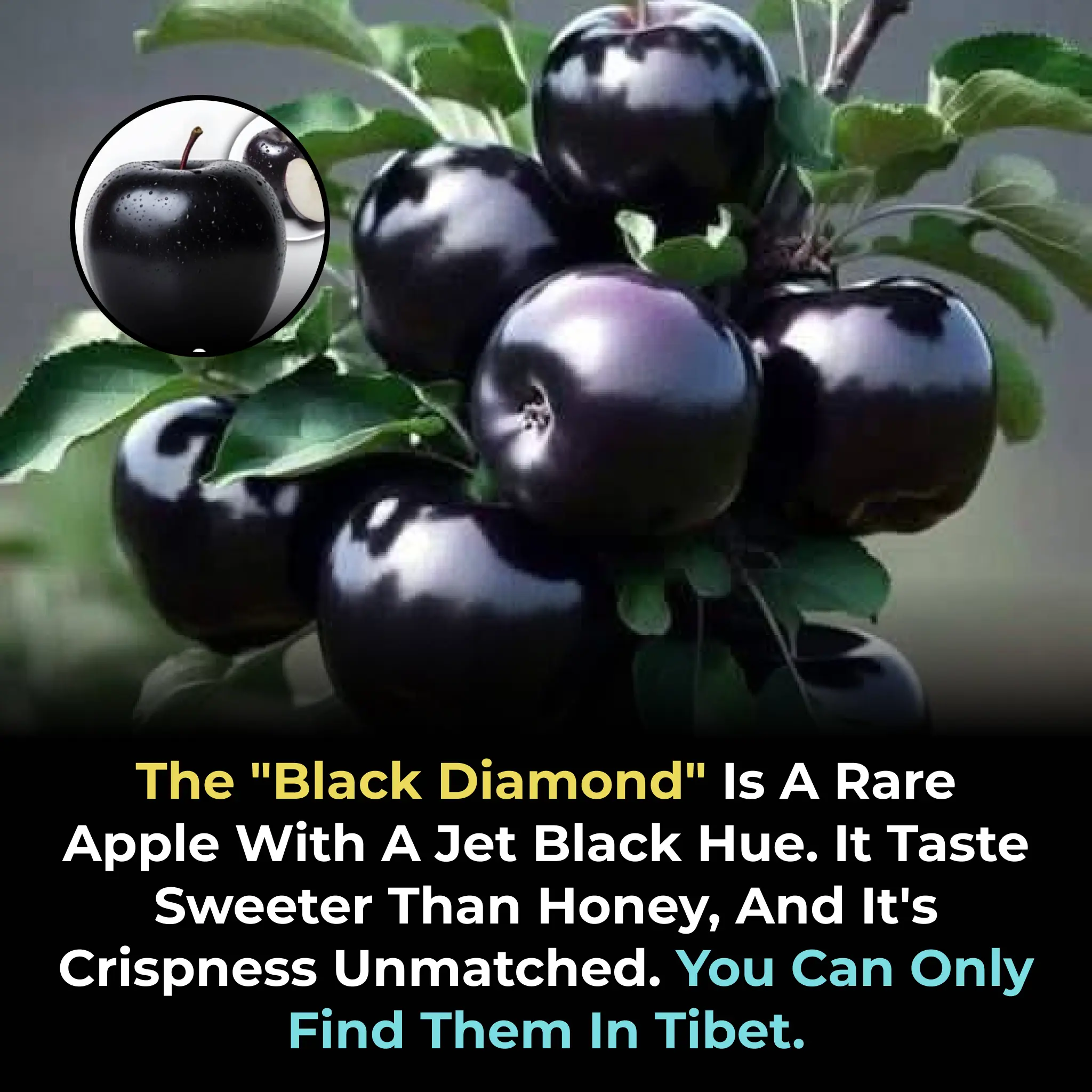The Black Diamond Apple: A Rare Gem from the Mountains of Tibet