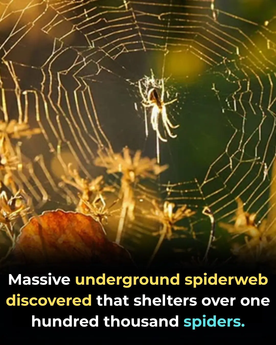 A Massive Spider Megacolony Thriving in a Sulfur-Fueled Cave Ecosystem