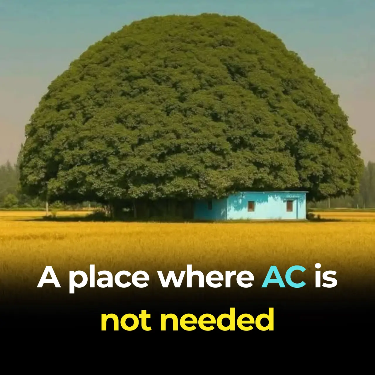 Colombia’s Largest Tree Is So Big in Diameter, It Has Grown Pillars to Support Its Branches