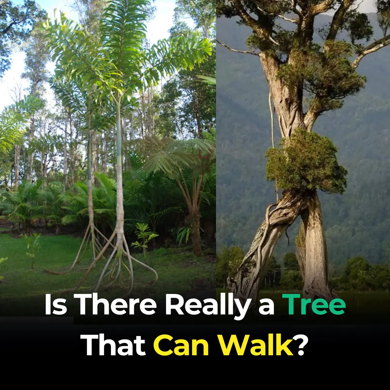 The Walking Trees of Ecuador: They Reportedly Move Up to 20 Meters Per Year