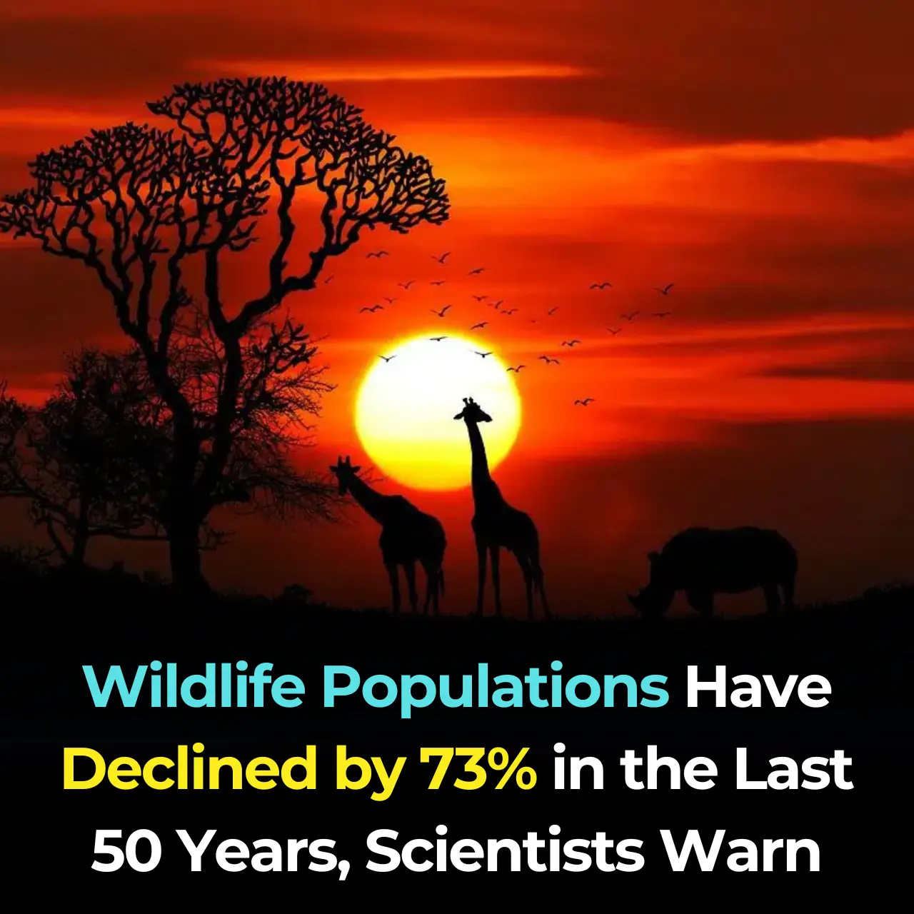 Wildlife Populations Have Declined by 73% in the Last 50 Years, Scientists Warn