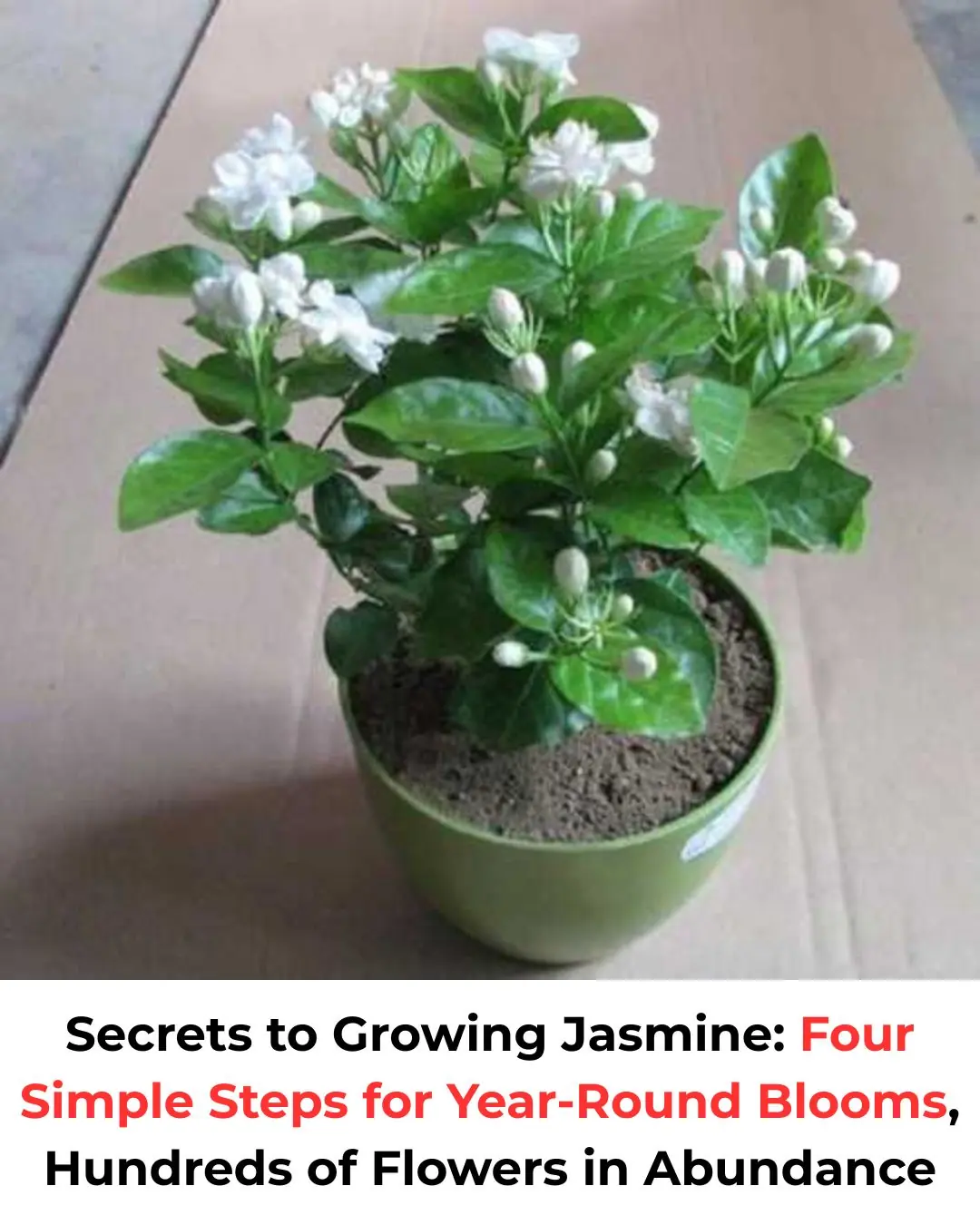Secrets to Growing Jasmine: Four Simple Steps for Year-Round Blooms, Hundreds of Flowers in Abundance